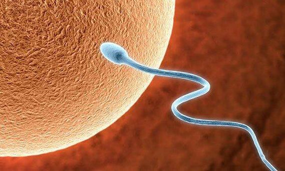 Funksionet biologjike të para -Jakulimit